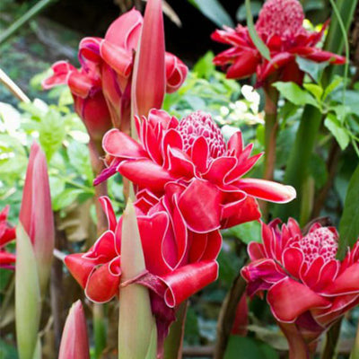 Red Green Torch Ginger Seeds, Torch Ginger Plant Seeds Mix, Red Green Torch Ginger Seeds, Bulk Red Green Torch Ginger Seeds