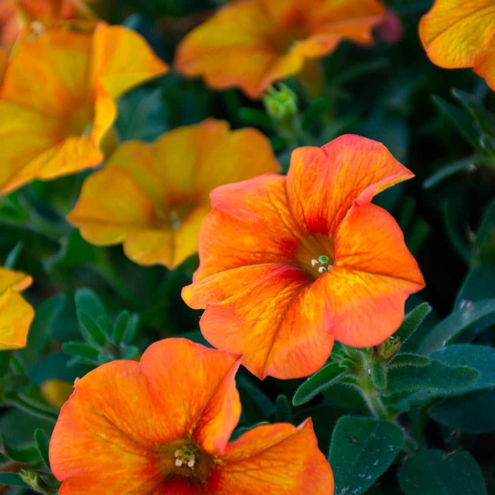 Copper Orange Petunia Flower Seeds , Unique Blooms, Easy to Grow, Non-GMO