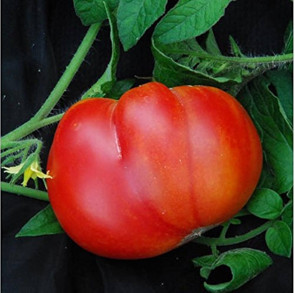 Mortgage Lifter Tomato Seeds – Heirloom, Large & Juicy Beefsteak Tomatoes