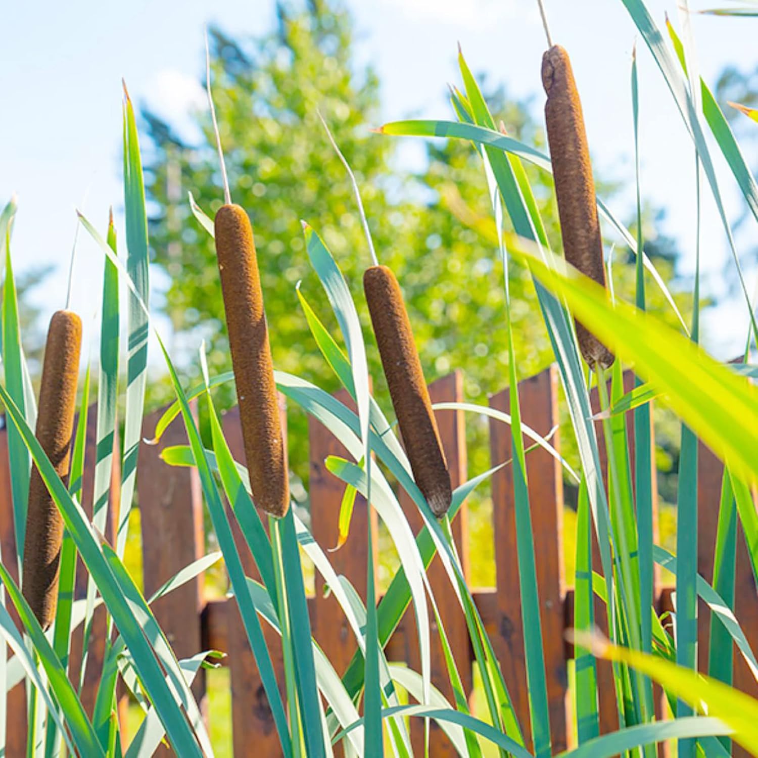 Cattail Seeds for Planting Typha Latifolia Perennial Fast-Growing Ornamental for Ponds & Bog Gardens