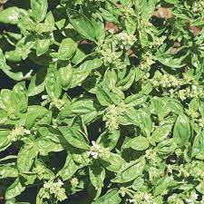 Sweet Basil Seeds for Planting – Premium Organic Herb Seeds, Non-GMO, Fast-Growing Culinary Basil for Garden & Kitchen