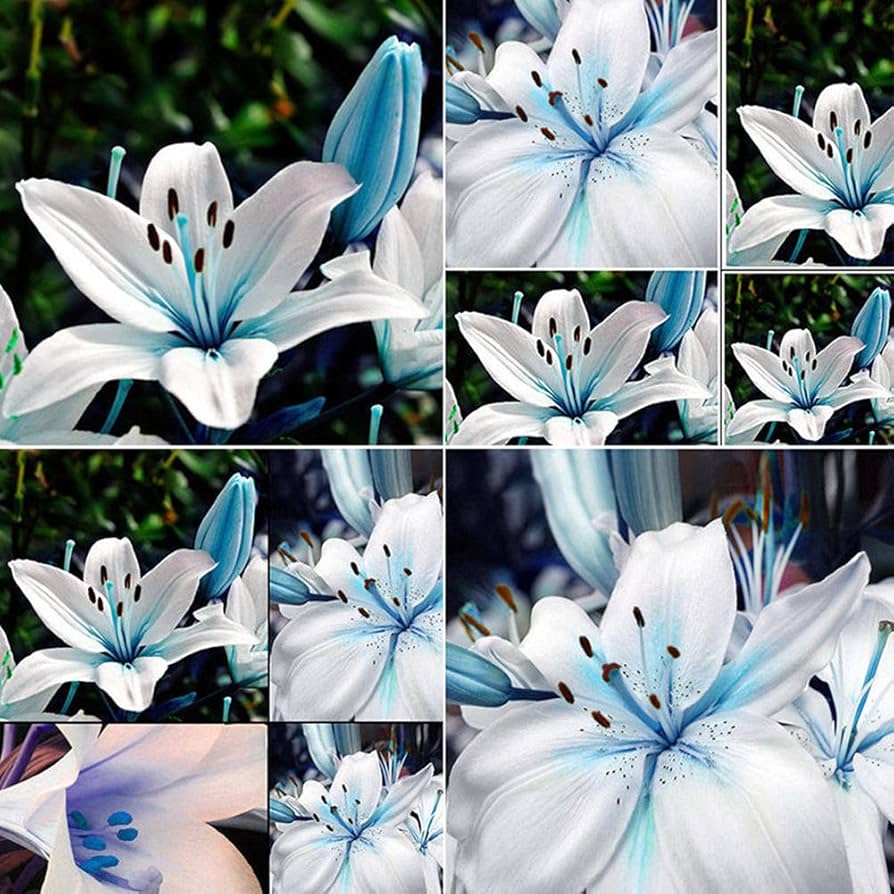 Blaue, seltene Liliensamen für die Gartenarbeit im Hof, Lilium-Blumensamen für Zuhause, Bonsai und zum Bepflanzen des Gartens – 50 Stück