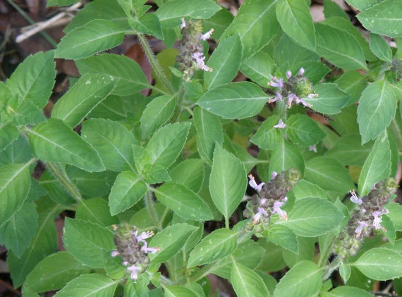 Buy Holy Basil Seeds | Premium Organic Tulsi Seeds for Planting | Grow Aromatic & Medicinal Herbs at Home