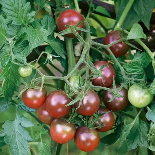 Black Cherry Tomato Seeds, Sweet & Juicy Heirloom Variety
