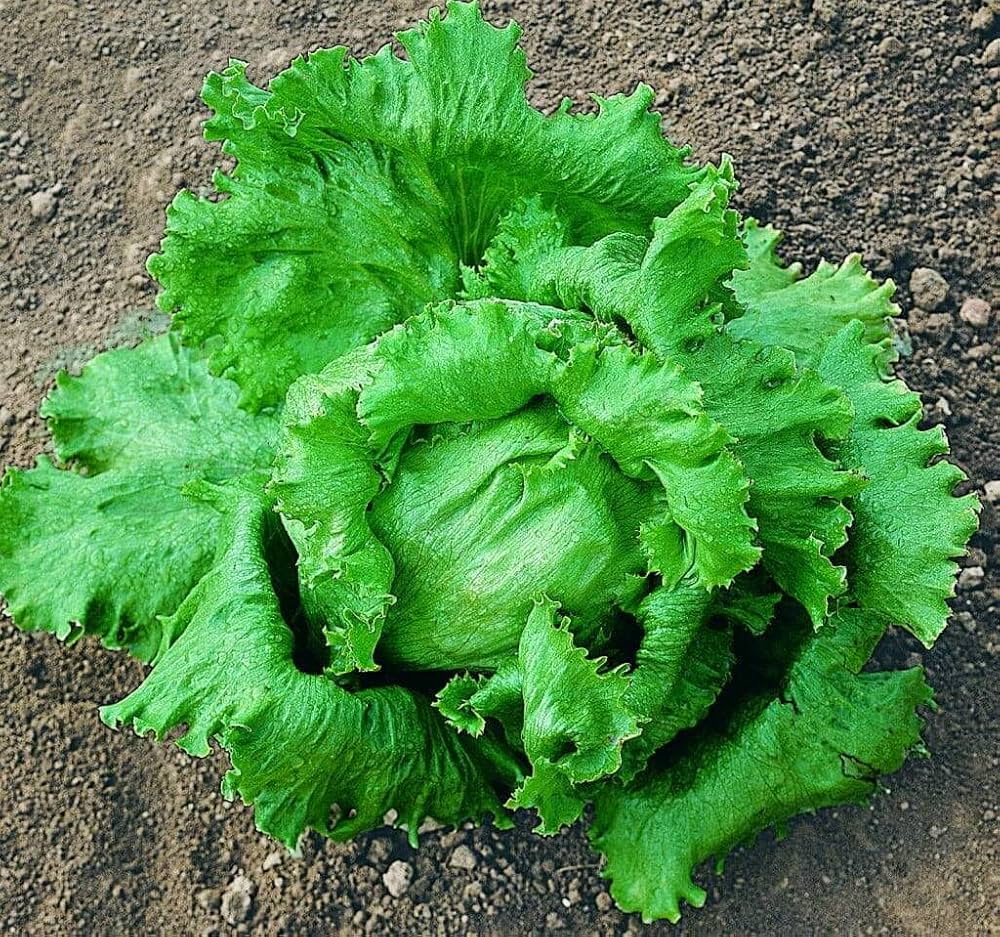 Great Lakes Lettuce Seeds – Heirloom, High-Quality, Fresh & Crisp Lettuce Variety