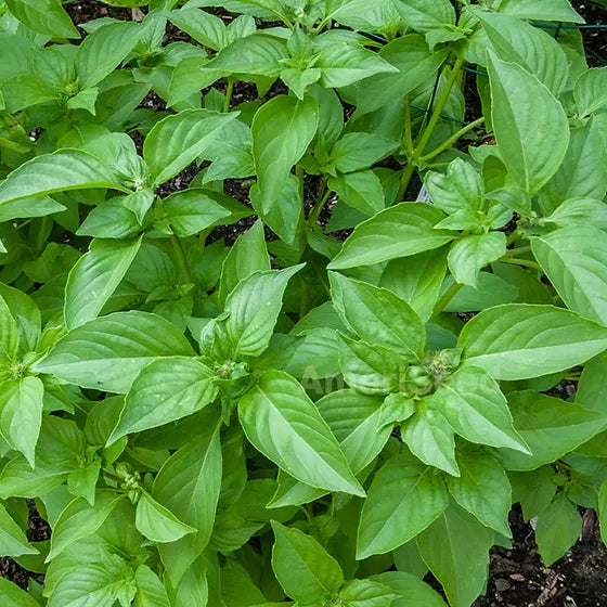 Lemon Basil Seeds for Planting – Heirloom, Non-GMO, Fragrant Herb for Culinary & Garden – Grow Fresh, Organic Basil at Home