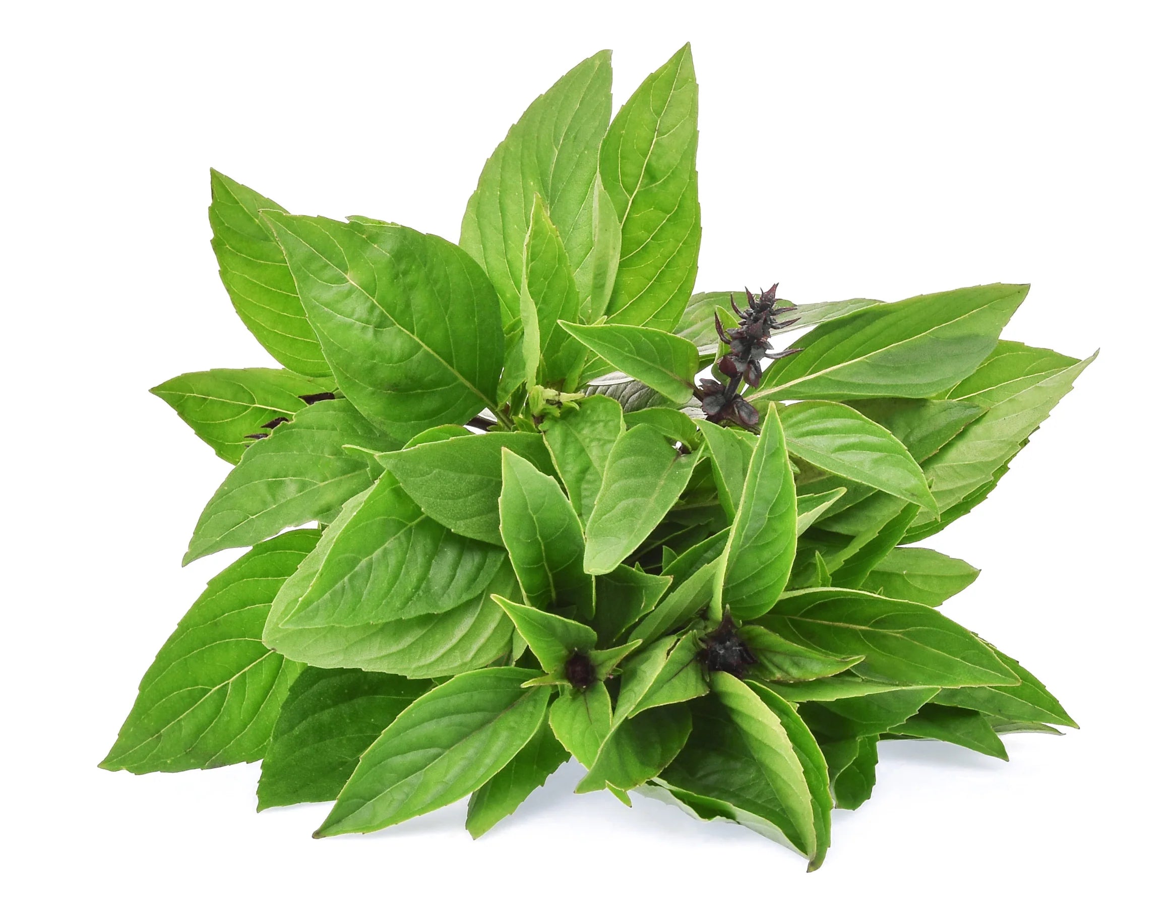 Cinnamon Basil Seeds for Planting – Heirloom, Non-GMO, Aromatic Herb Seeds – Perfect for Culinary & Garden Use