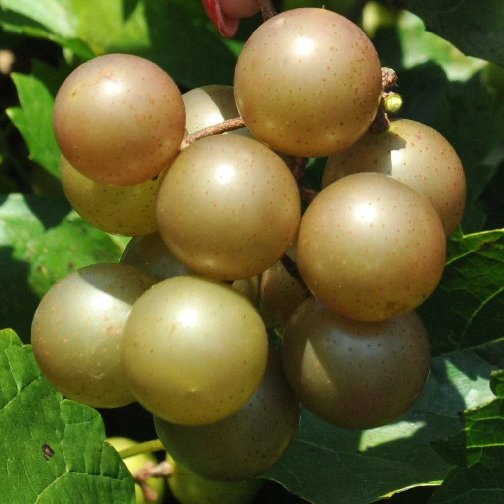 Giant SCUPPERNONG White Muscadine Grapevine Seeds - 5 Pieces