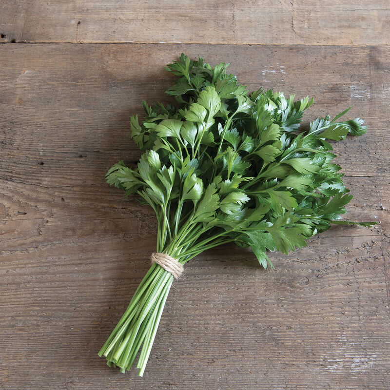 Giant of Italy Parsley Seeds | Heirloom, Non-GMO, Aromatic & Flavorful Herb for Planting