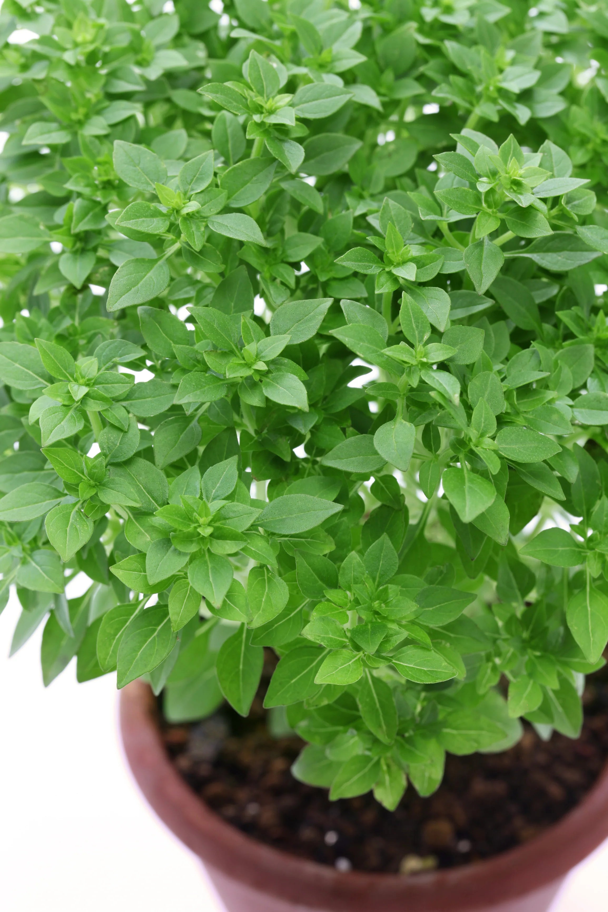 Greek Basil Seeds for Planting – Heirloom, Non-GMO, Aromatic Herb for Culinary & Garden – Easy to Grow Basil Seeds