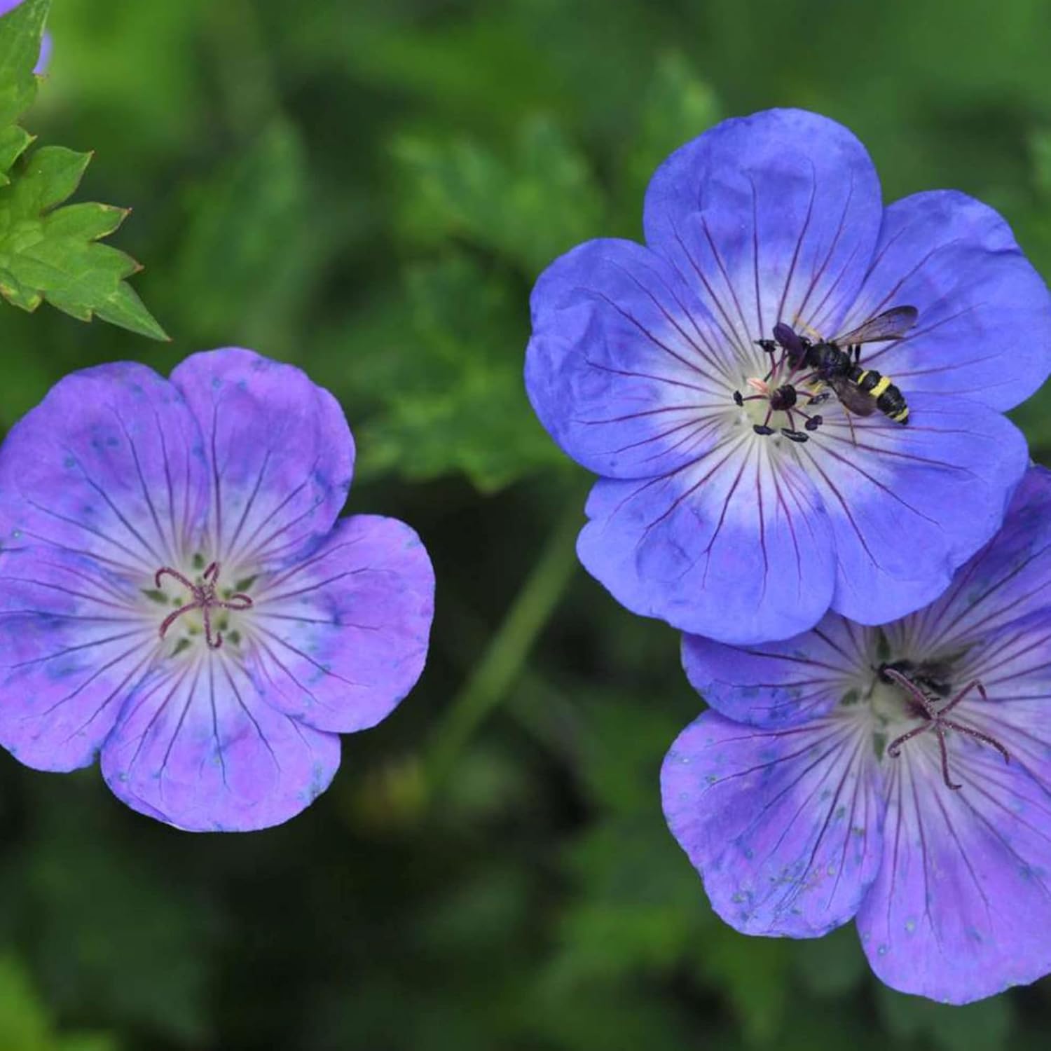 Geranium 'Rozanne' Seeds  Perennial, Long Blooming Period, Attracts Bees  Butterflies, Low Maintenance Ground Cover