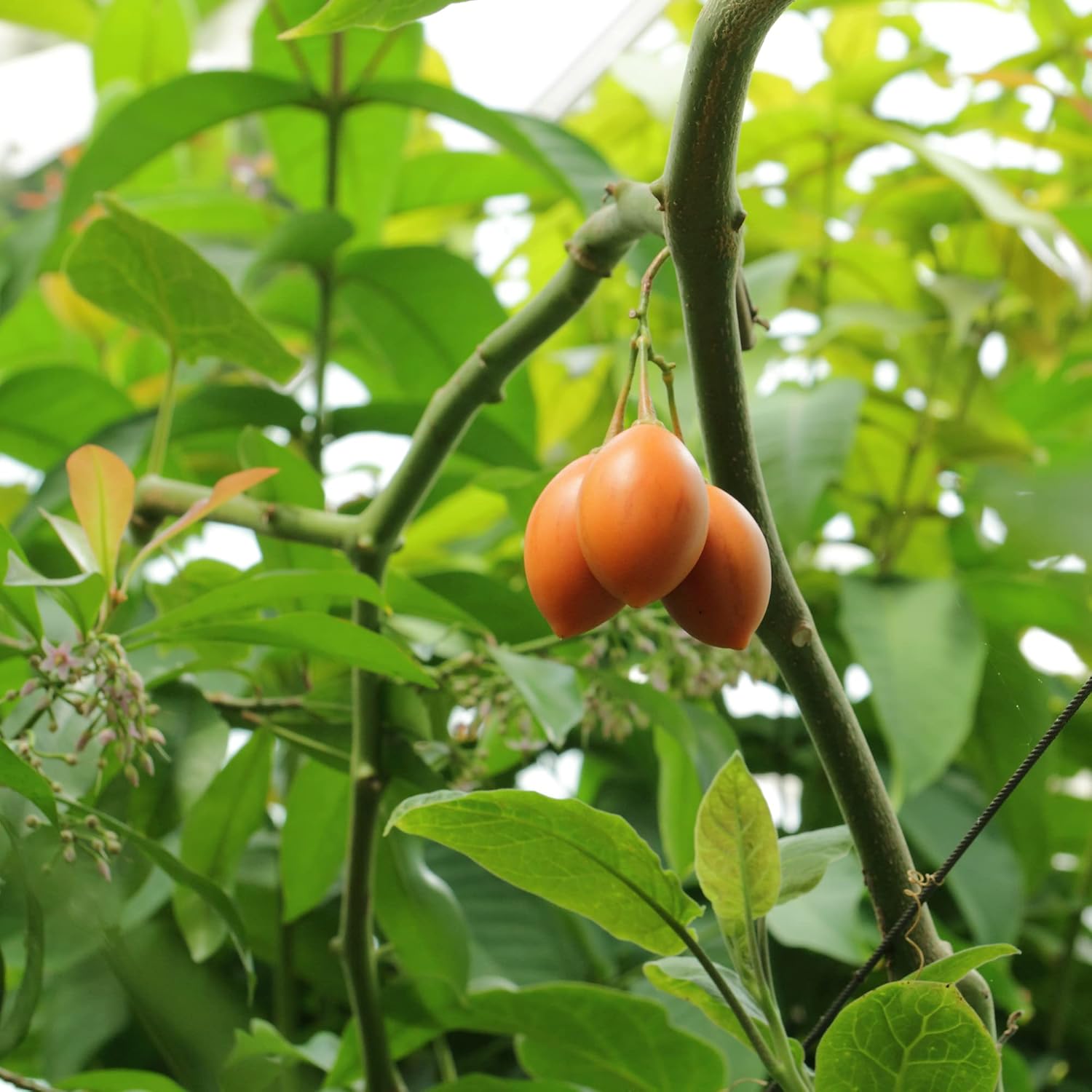 Solanum Seeds (Tree Tomato, )  Perennial Herbaceous Shrub, Self Pollinating, Outdoor Patio Fruit And Berries