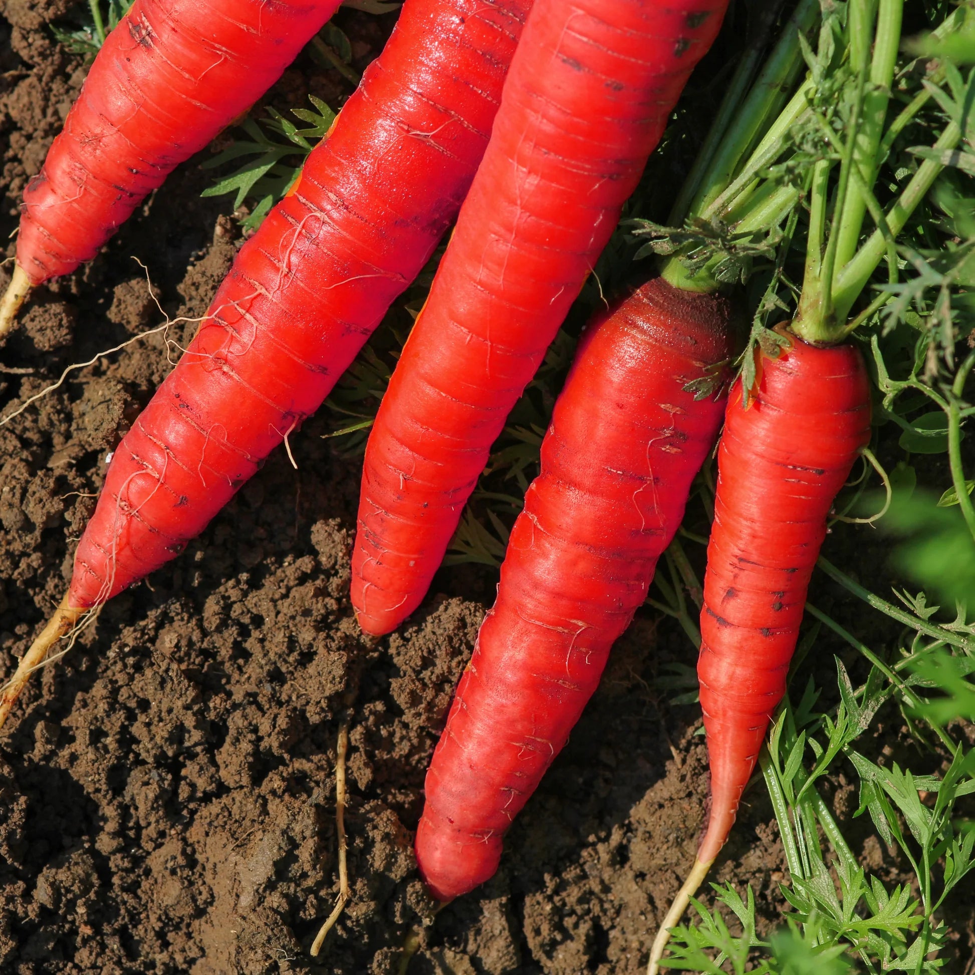Atomic Red Carrot Seeds – Heirloom, Vibrant Red, Sweet & Nutritious