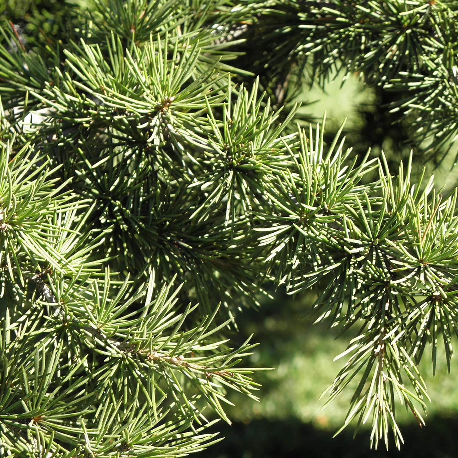 Cedrus Libani Seeds - Cedar of Lebanon, Fragrant, Low Maintenance, Drought Tolerant for Outdoor Pathway - 5 Pieces