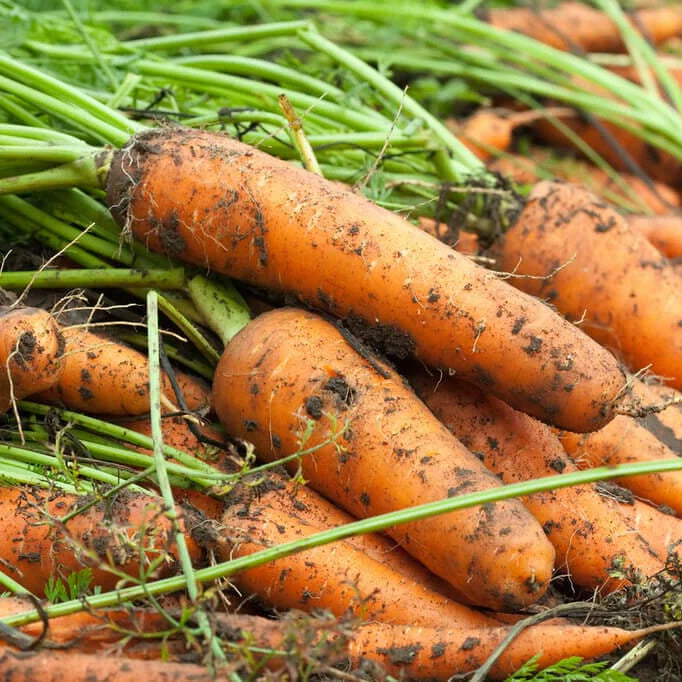 Hercules Carrot Seeds – High-Yield, Sweet & Crisp Heirloom Variety