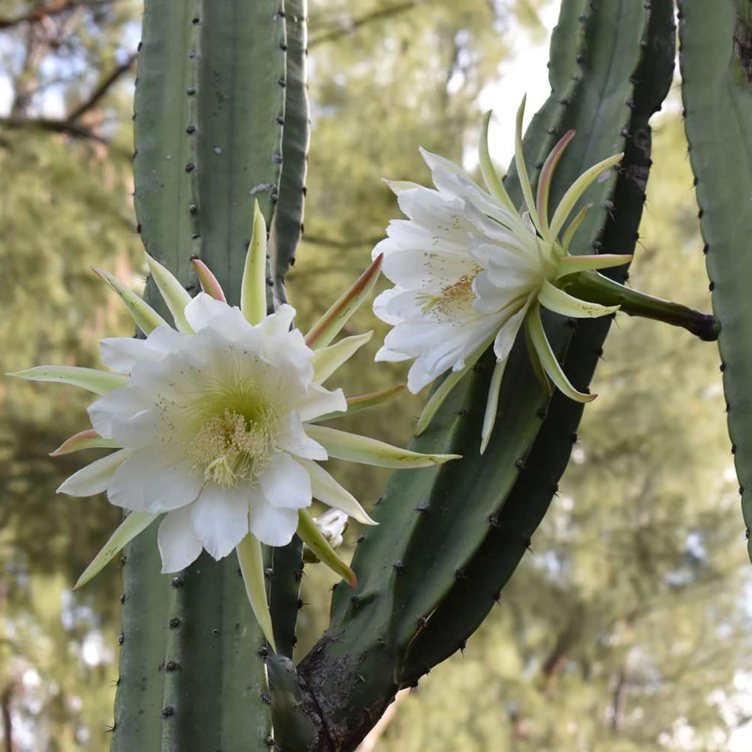 Nachtblühende Cereus-Kaktuspflanze mit großen, duftenden weißen Blüten – Königin der Nachtsamen, 50 Stück