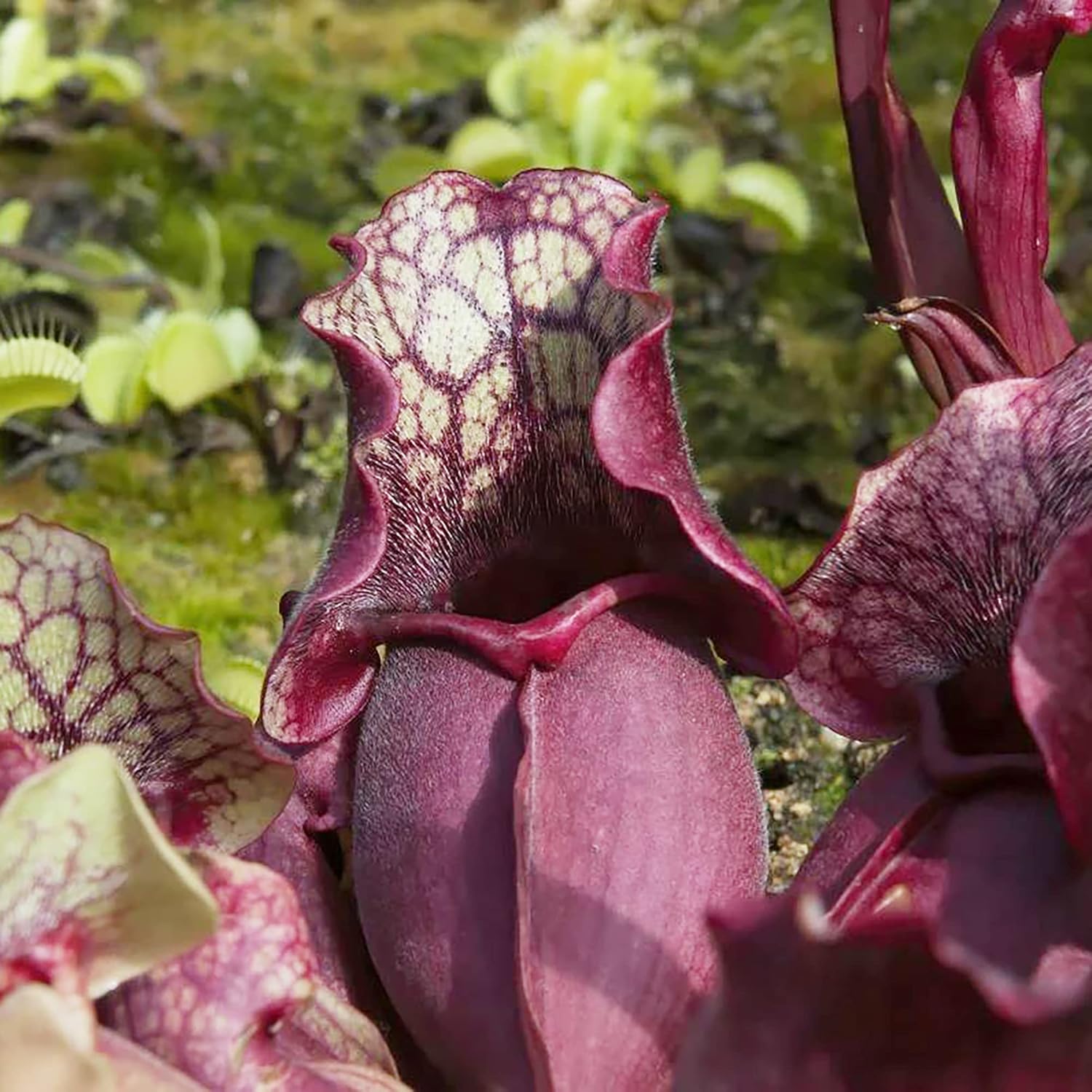 Graines de Sarracenia Purpurea - Plante pourpre, feuilles uniques en forme de pichet, attire les pollinisateurs, prospère dans les zones humides pauvres en nutriments, jardin extérieur - 25 pièces