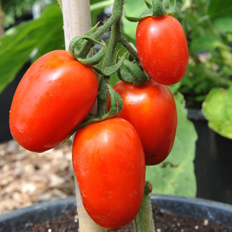 Amish Paste Tomato Seeds – Heirloom, Organic, High-Yielding & Flavorful
