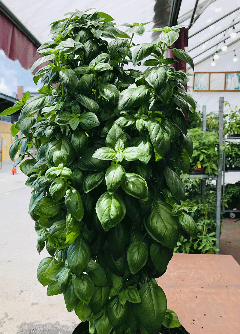 Genovese Basil Seeds for Planting – Heirloom, Organic, Non-GMO | Aromatic Herb for Culinary & Garden | Buy Fresh Basil Seeds Online