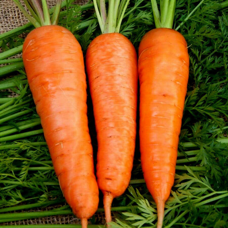 Flakkee Carrot Seeds – High Yield, Sweet & Tender Heirloom Variety for Your Garden