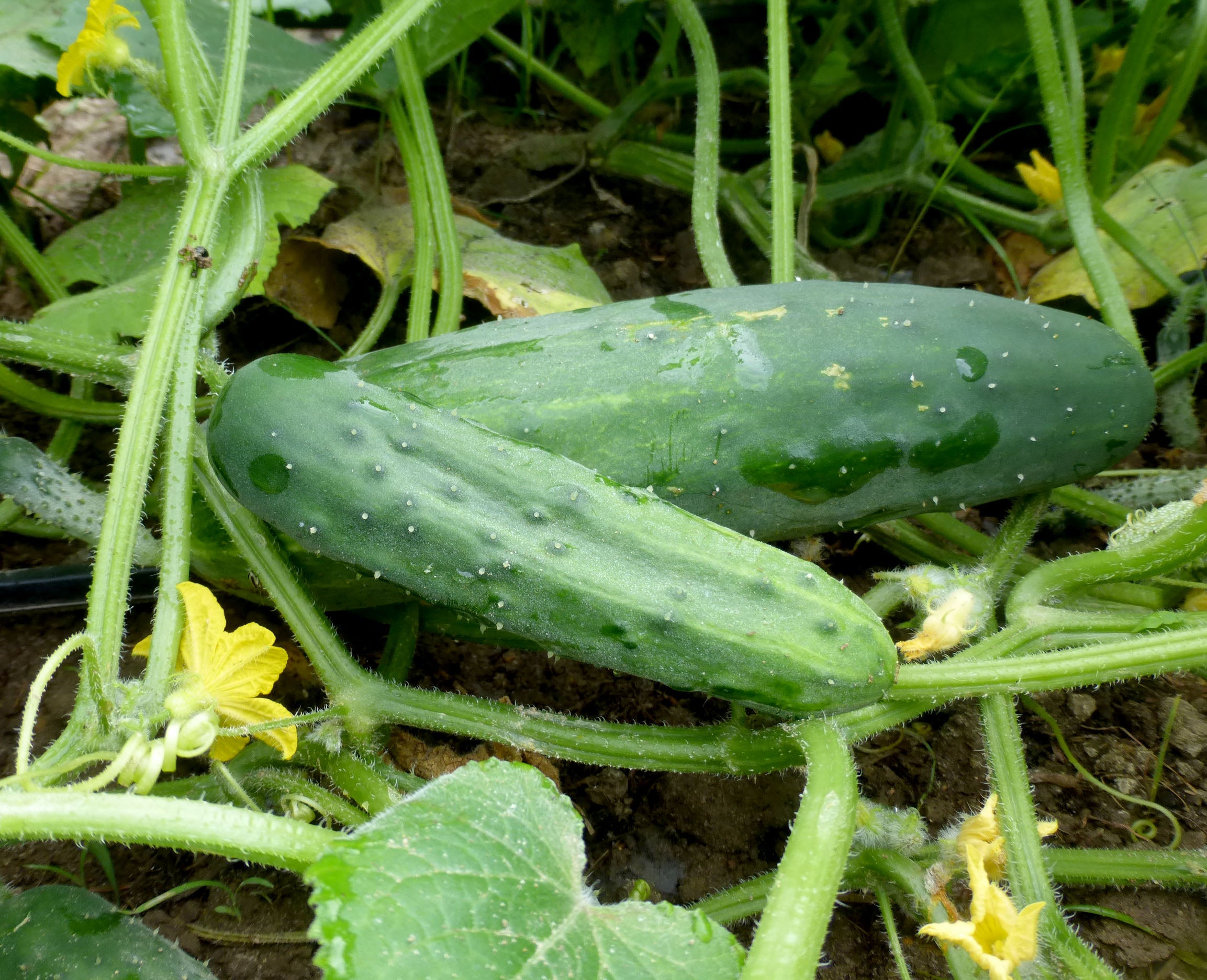 Marketmore 76 Cucumber Seeds – High-Yield, Heirloom, Crisp & Disease-Resistant
