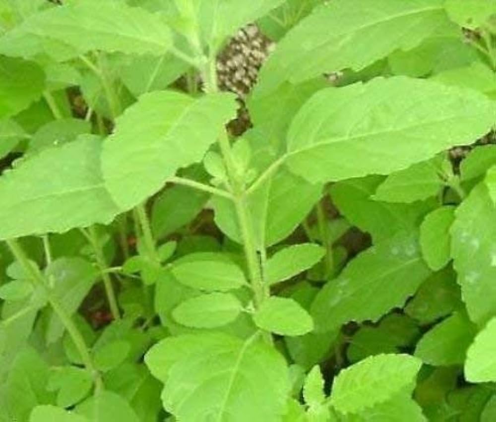 Rama Tulsi Seeds for Planting – Holy Basil | Organic, Heirloom, Non-GMO Herb Seeds for Home Garden & Medicinal Use