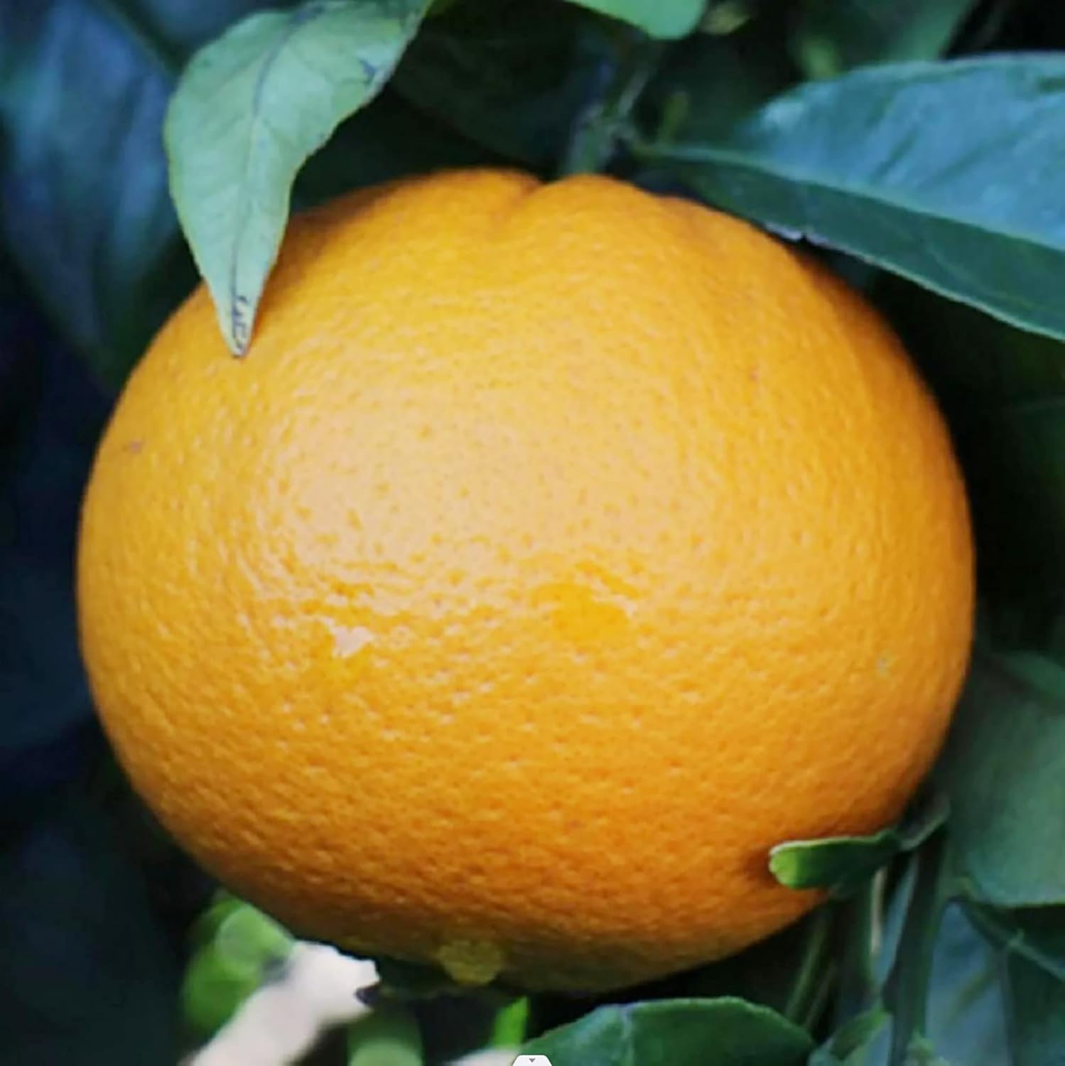 Washington Navel Orange Seeds - Exceptional Sweetness, Seedlessness, Easy-to-Peel Skin, Juicy & Tender Flesh - 10 Pcs