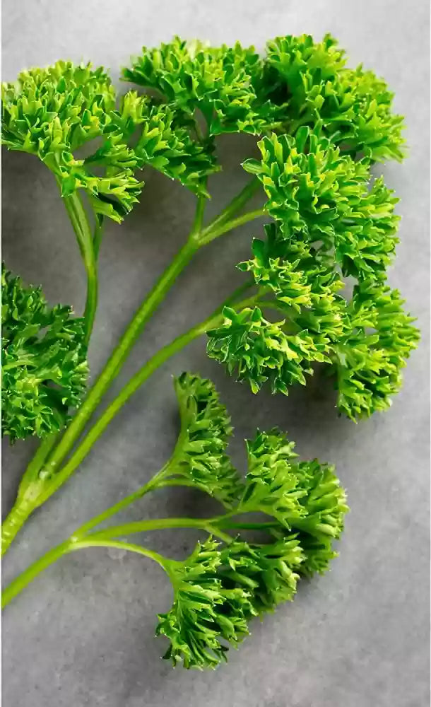 Frisée Parsley Seeds – Premium Quality, Non-GMO, Organic Herb for Fresh & Flavorful Gardening