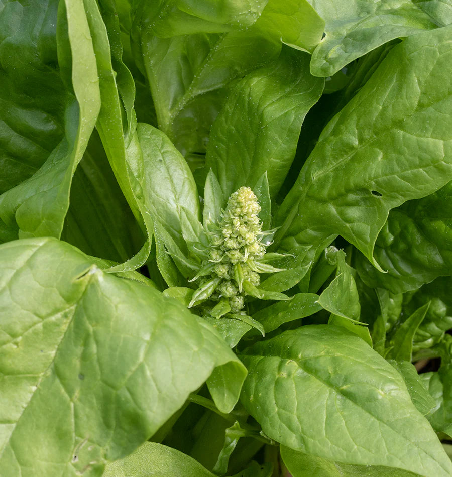 Buy Bolt-Resistant & Heat-Tolerant Seeds | High-Quality, Resilient Varieties for Thriving Gardens