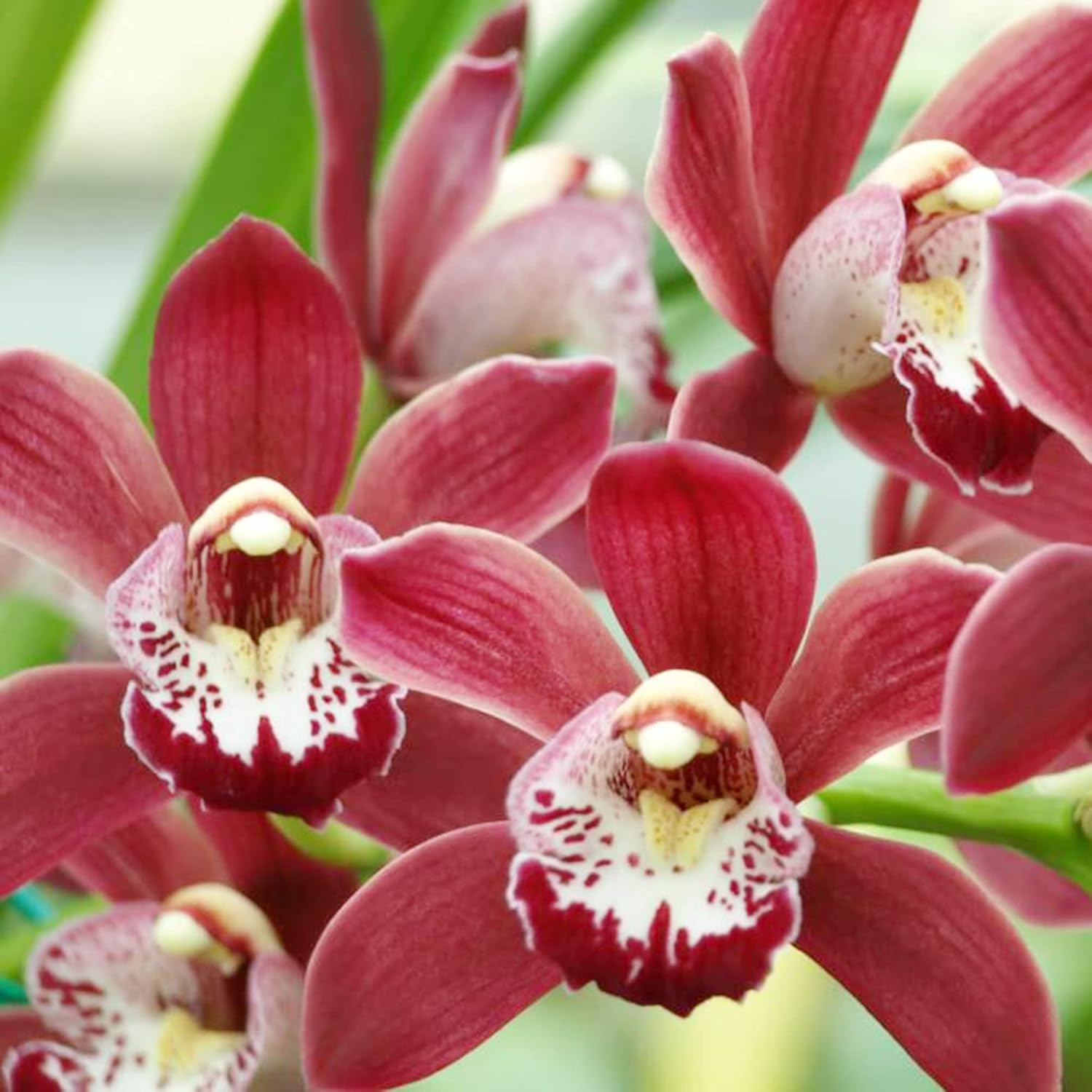 Cymbidium Orchid Seeds  Boat Orchid, Evergreen Perennial, Attracts Bees, Great for Beginners, Container Houseplant