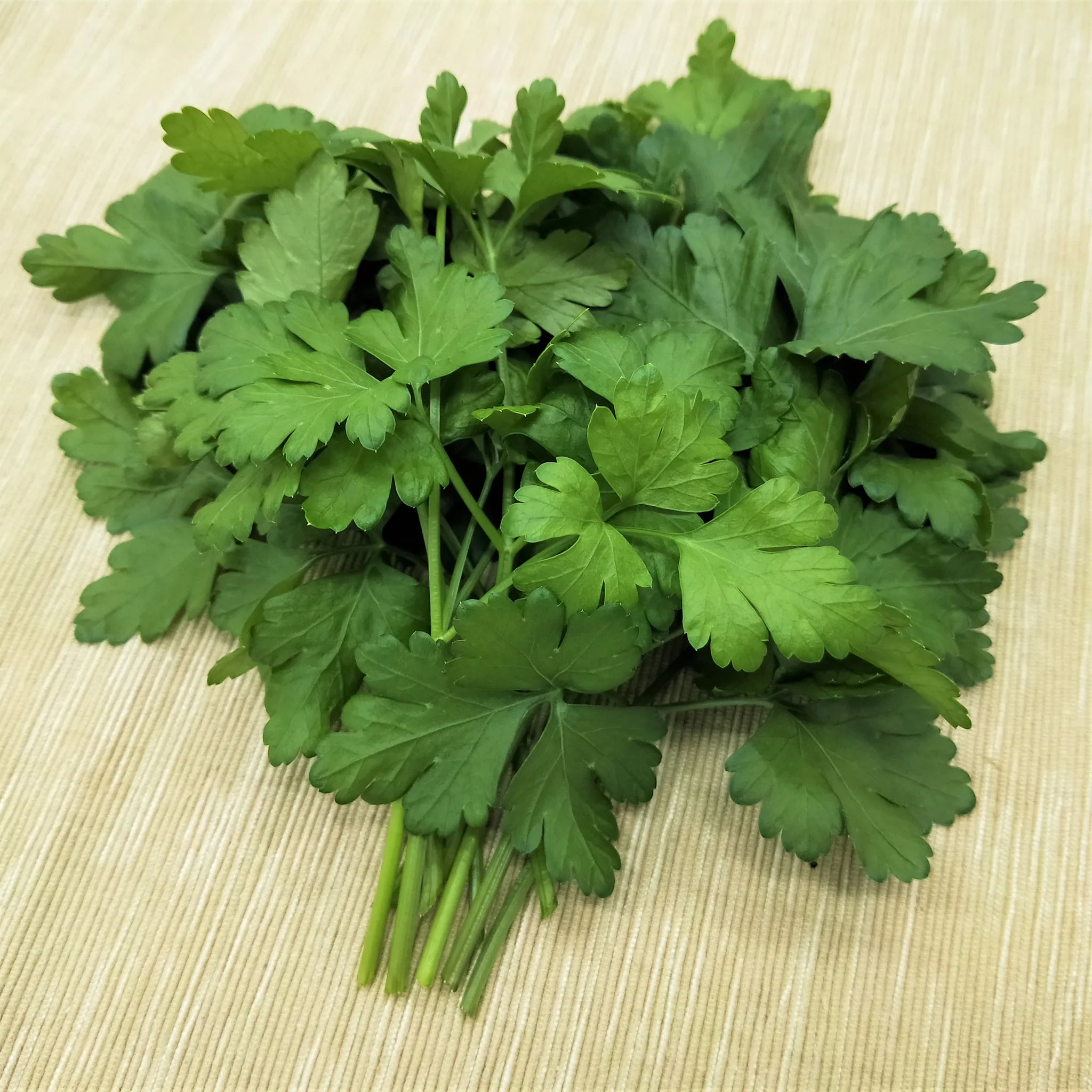 Italian Flat-Leaf Parsley Seeds – Heirloom, Non-GMO, Premium Quality Herb Seeds for Planting – Fresh Culinary Parsley for Garden & Kitchen