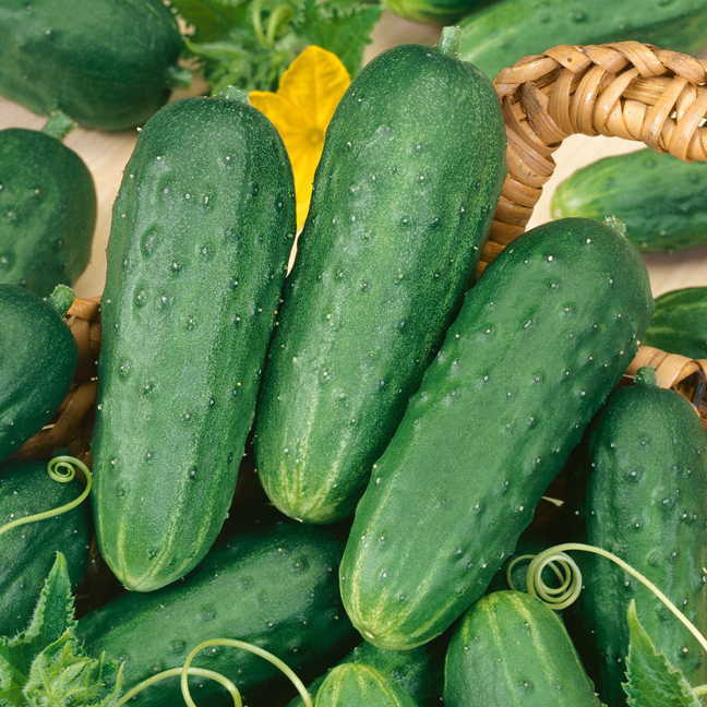 Homemade Pickles Cucumber Seeds – Heirloom, Crisp & Prolific Variety