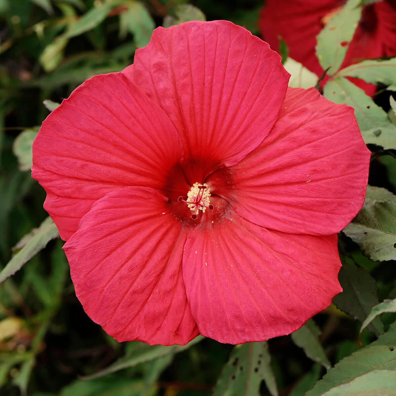 Hibiscus Moscheutos Seeds - Hardy Hibiscus, Swamp Rose Mallow Perennial Flowering Plant for Garden Beds, Attracts Bees, Butterflies, and Hummingbirds - 25 Pieces