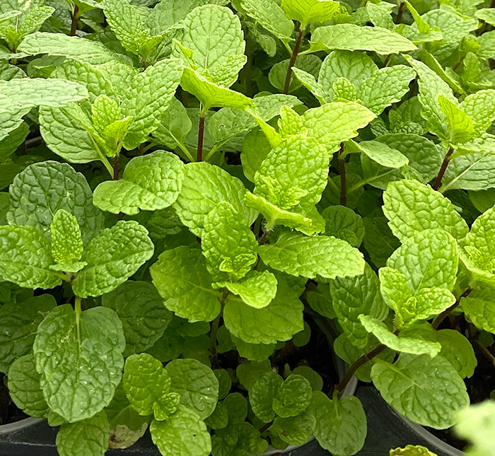 Fresh Mojito Mint Seeds (Mentha villosa) – Grow Aromatic, Lush Herbs for Cocktails & Teas | Non-GMO, Easy to Grow, Garden & Kitchen Essential