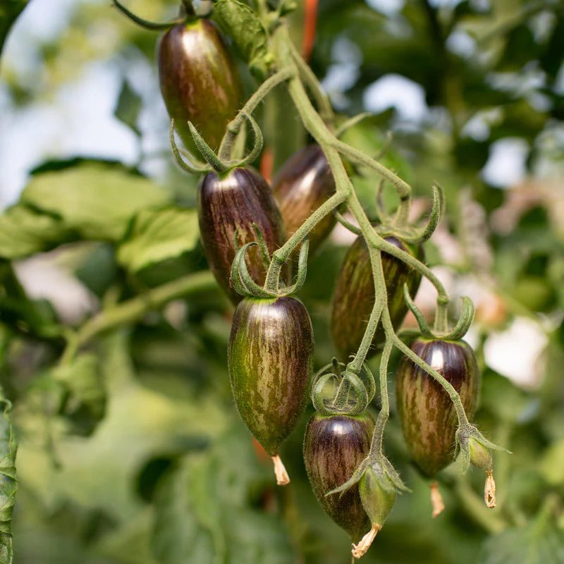 Brad’s Atomic Grape Tomato Seeds – Heirloom, Colorful, Sweet & Juicy