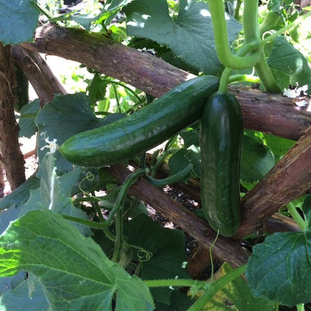 Persian Baby Cucumber Seeds – High-Yield, Crisp & Sweet Mini Cucumbers