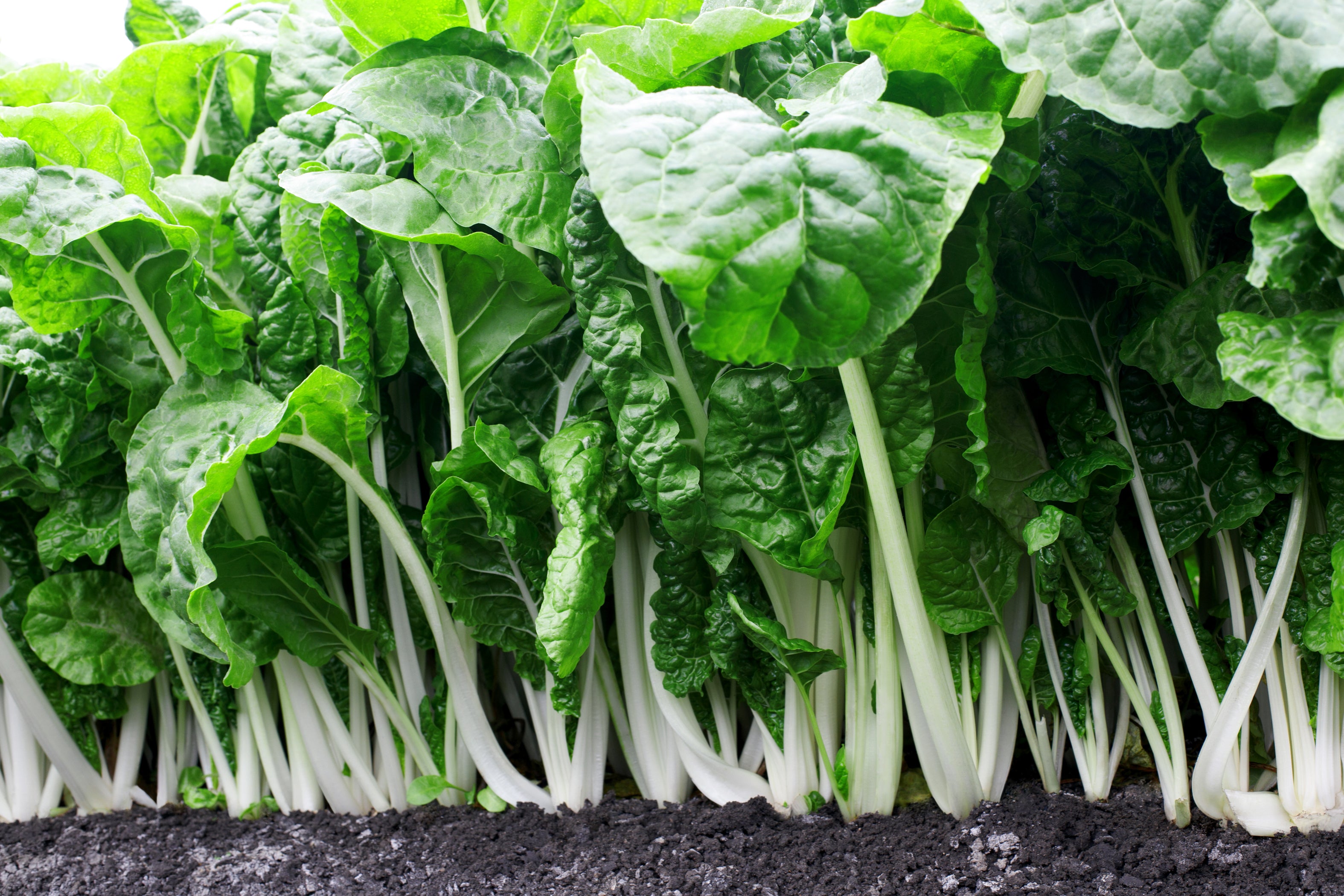 Fordhook Giant Spinach Seeds, Heirloom, Fast Growing And Cold Hardy