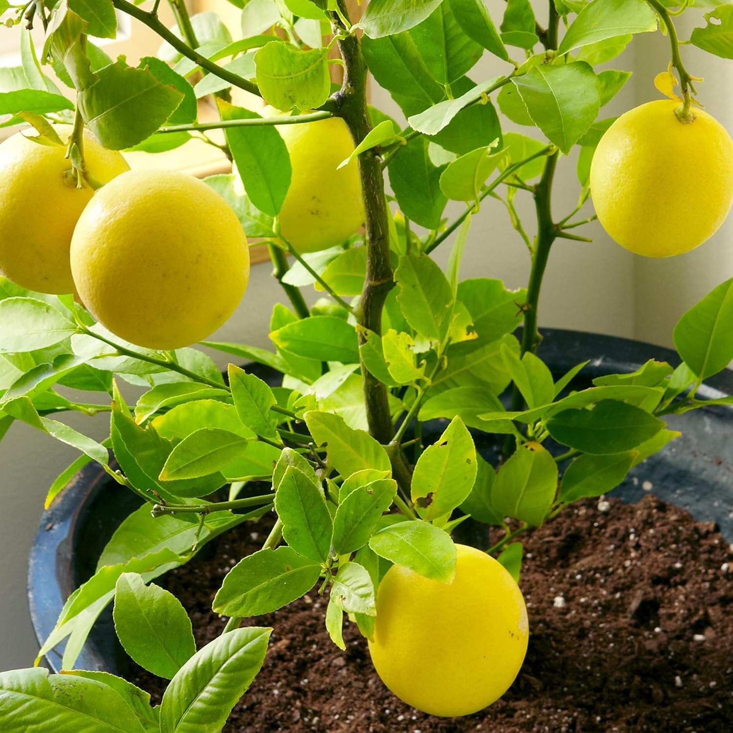 Dwarf Lemon Tree Seeds for Planting – Non-GMO Heirloom Fruit Seeds, Evergreen, High Yield – Ideal for Home, Patio, Balcony (20 Pieces)
