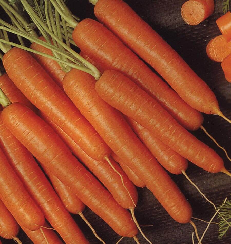 Bolero Carrot Seeds – Premium Hybrid, Sweet & Crisp - High-Yield & Disease-Resistant