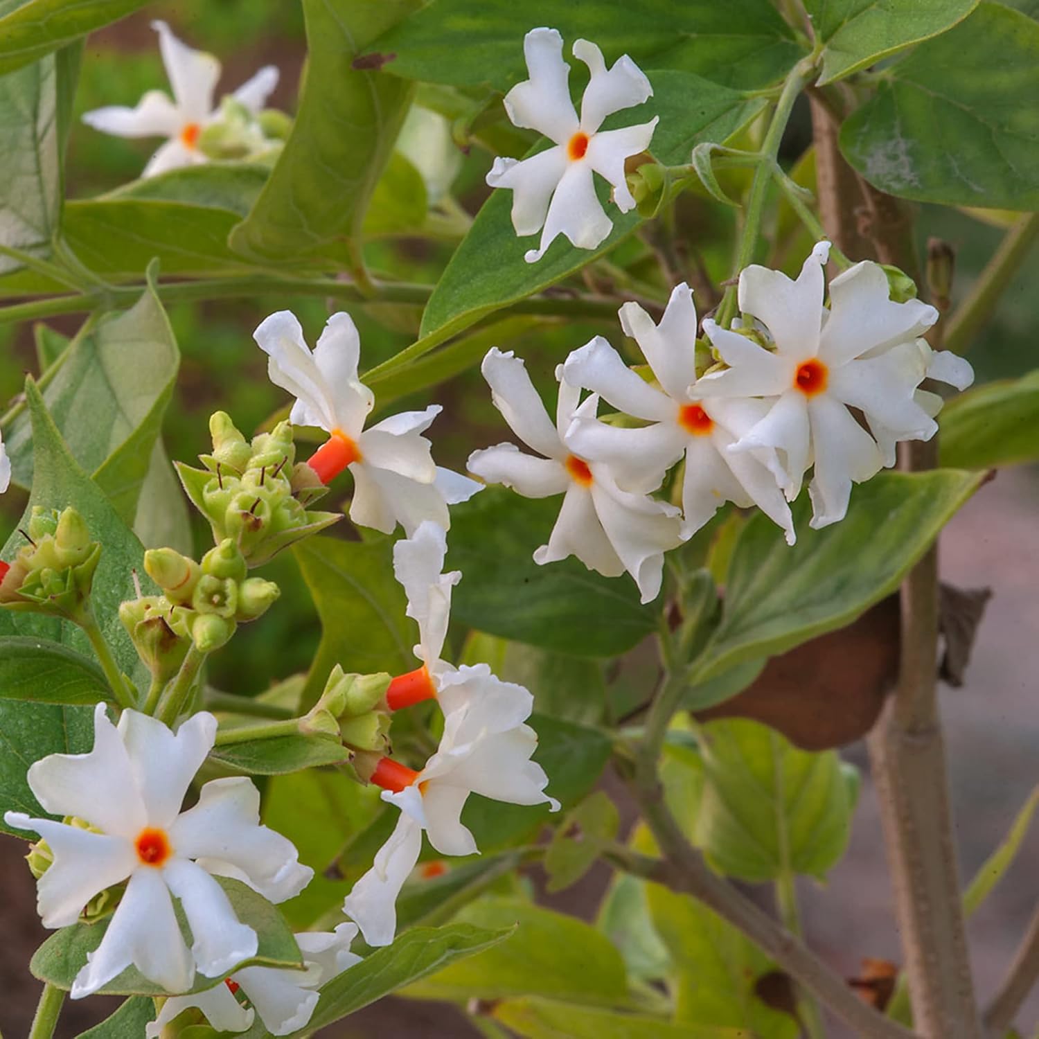 Night Flowering Jasmine Seeds for Planting Nyctanthes Arbor Tristis  Fragrant, Health Benefits, Showy Ornamental for Patio And Borders