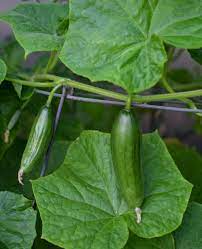 Diva Cucumber Seeds – High-Yield, Burpless & Sweet