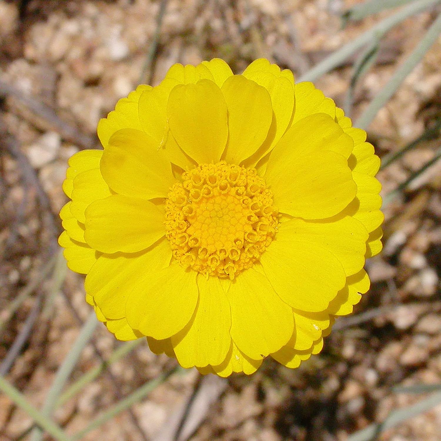 Desert Marigold Seeds  Baileya Multiradiata Perennial, Butterfly Attractor, Deer Resistant, Drought Tolerant, Ideal for Rock Gardens And Containers
