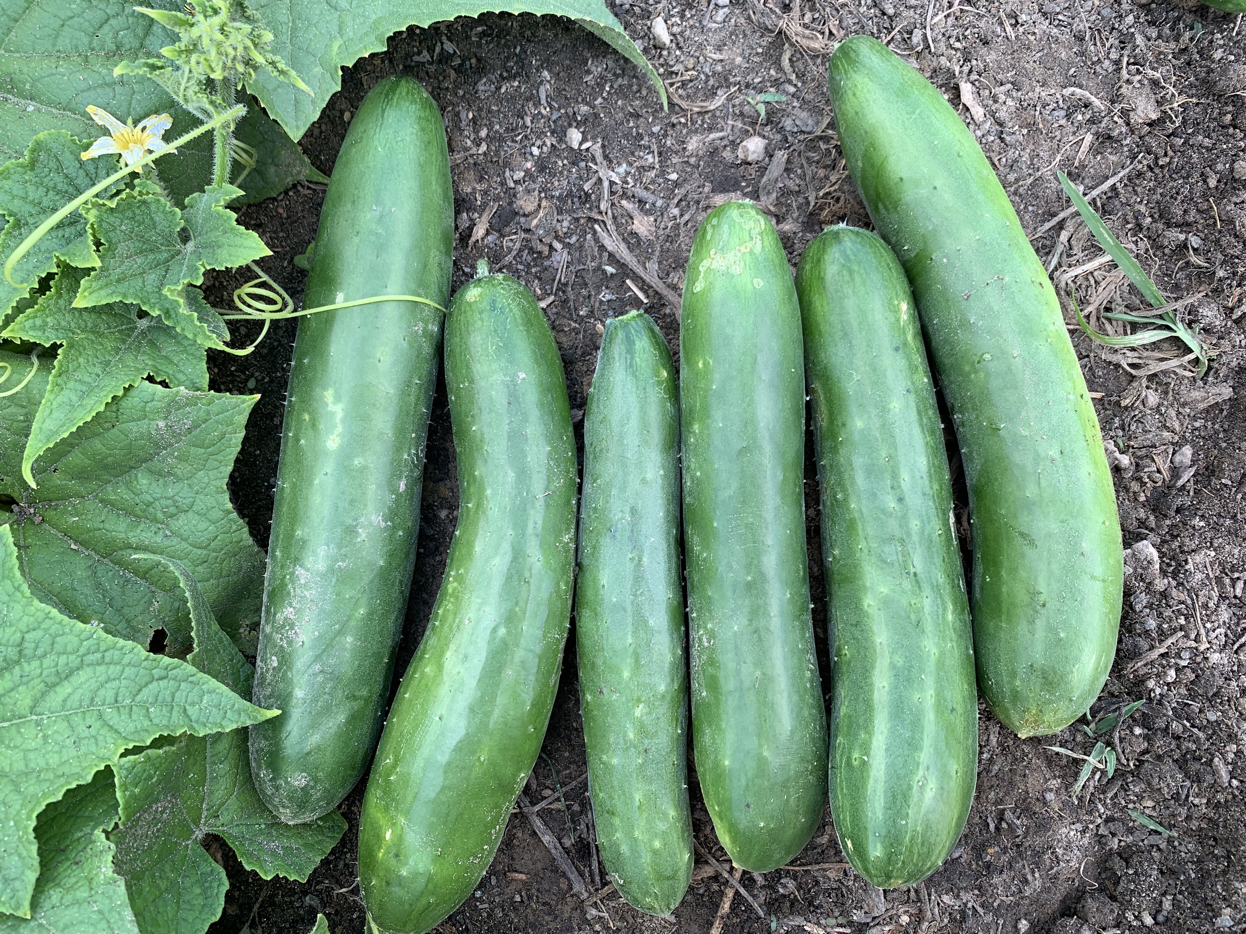 Green Finger Cucumber Seeds – High-Yield, Crisp & Sweet - Grow Your Own Cucumbers