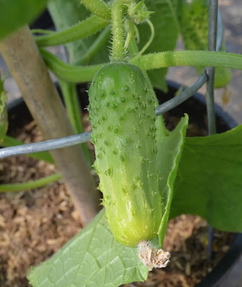 Calypso Cucumber Seeds – High-Yield, Crisp & Disease-Resistant Variety