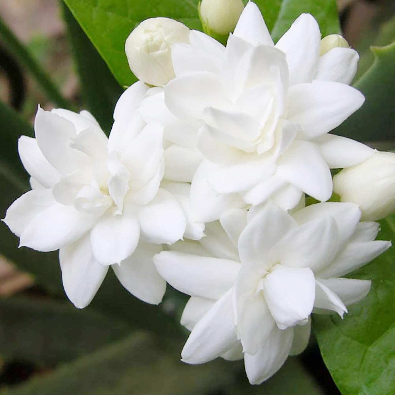 Arabian Jasmine Seeds for Planting  Jasminum Sambac, Fragrant Evergreen Climbing Shrub for Patio, Garden And Containers