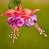 Fuchsia, A Stunning, Hummingbird Friendly Flower for Your Garden
