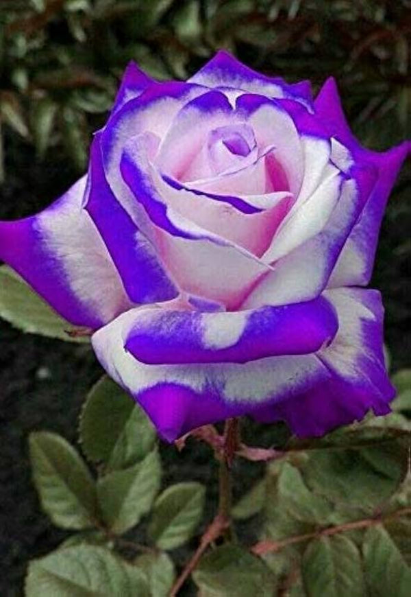 Off White Color Roses Zoom picture