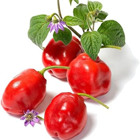 Red Manzano Chili Pepper Seeds (Capsicum pubescens)
