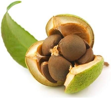 Green Tea Plant Seeds  Camellia Sinensis  Tea Plant, Tea Tree  Seeds for Growing Your Own Tea