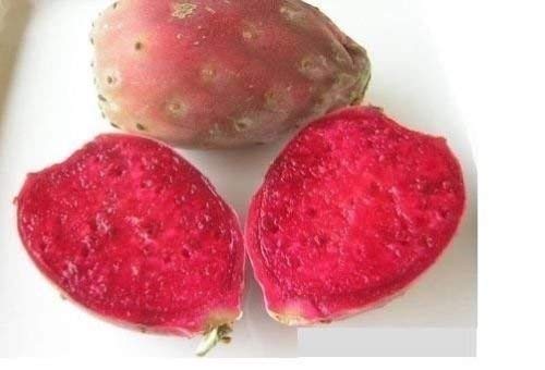 20 Red Cactus Prickly Pear Seeds | Opuntia Ficus Indica Indian Fig Sabras Fruit | Unique Edible Cactus Seeds